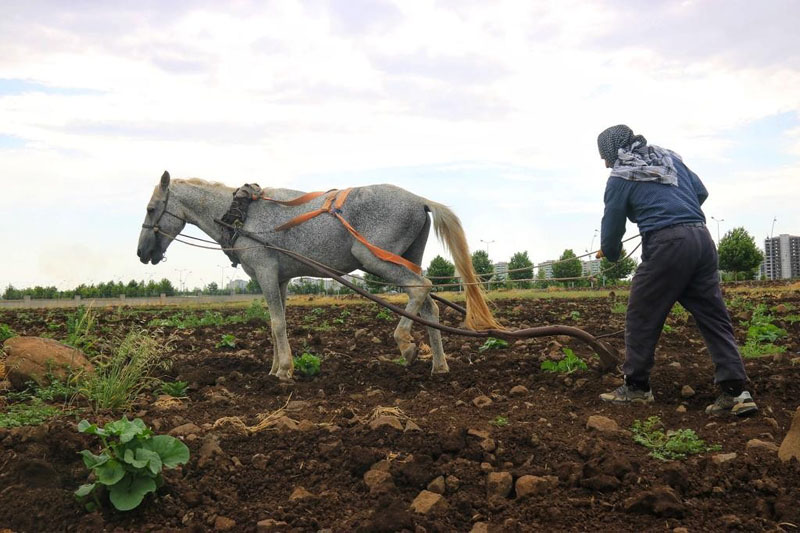 Diyarbakırlı çiftçilerin vazgeçilmezi: Kara Saban