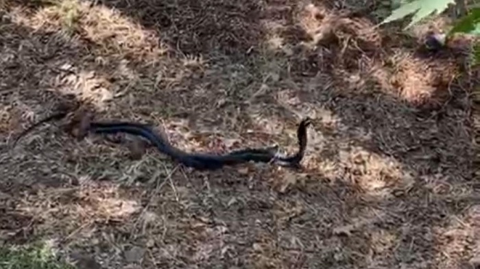 İki metrelik yılanların dansı kamerada