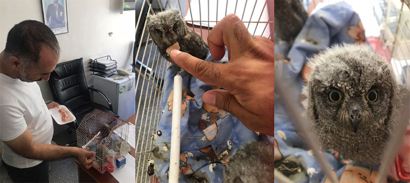 Dicle ilçesinde bulunan 2 baykuş yavrusu koruma altına alındı