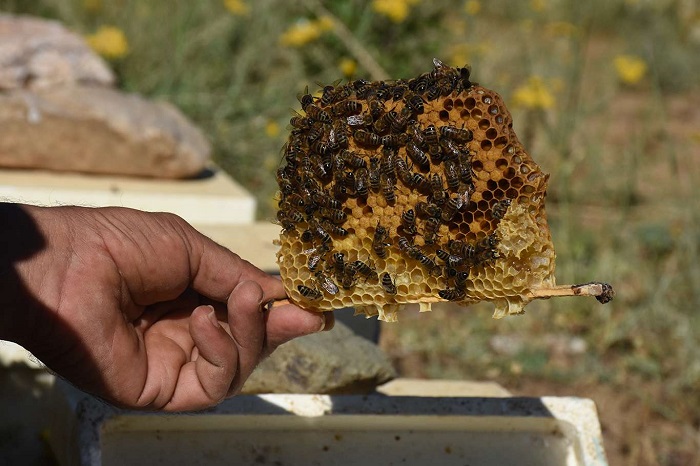 Hem bölgenin ana arı ihtiyacını karşılıyor hem de bal üretiyor