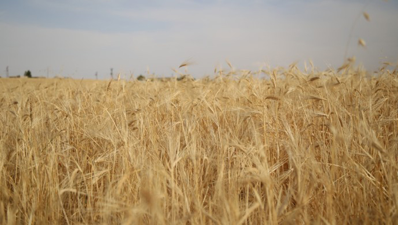 ‘Diyarbakır’da 1 milyon dekar arazi ekilmedi’