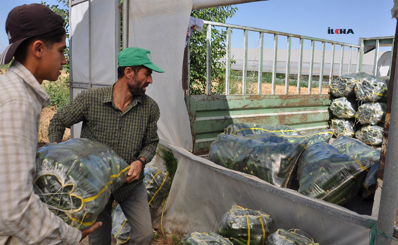 VİDEO HABER - 45 derece sıcağın altında salatalık hasadı