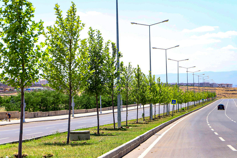 Necmettin Erbakan Bulvarı'na 1700 ağaç dikildi