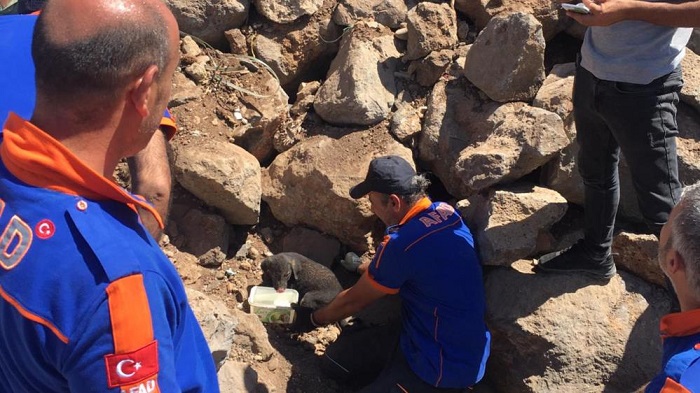 Diyarbakır'da kayalara sıkışan yavru köpekleri AFAD kurtardı