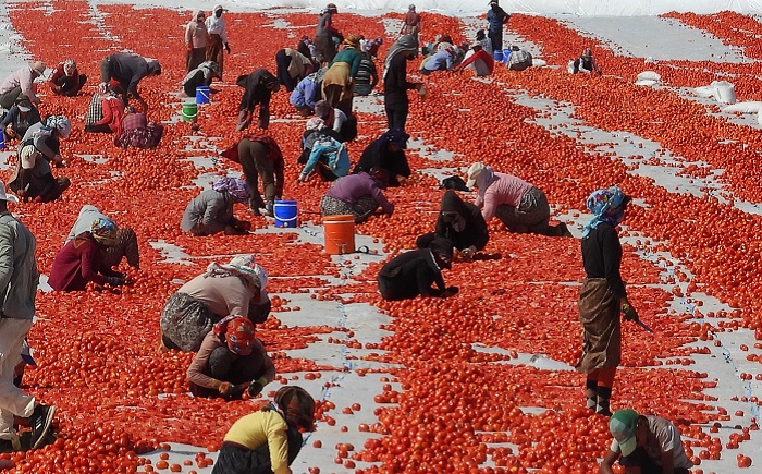 Karacadağ’lı domates üreticilerinden çağrı; ‘Diyarbakır’a tesis kurulsun’