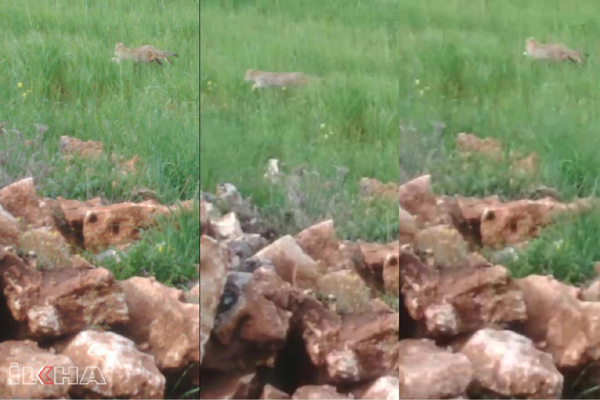 VİDEO HABER: Diyarbakır’daki leopar ilk kez görüntülendi