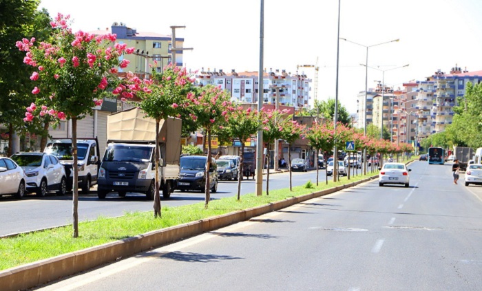 Diyarbakır caddelerine 2 bin Oya ağacı dikildi