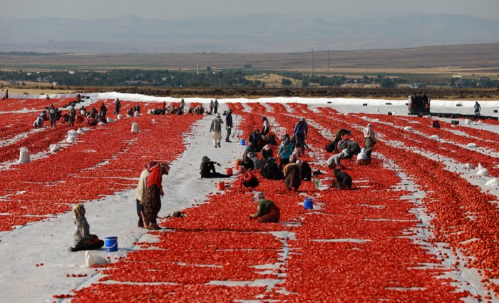 Diyarbakır’ın sebze üretiminde domates ilk sırada