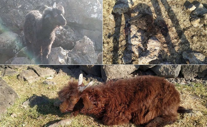 Diyarbakır'da kurtlar, koyun sürüsüne saldırdı