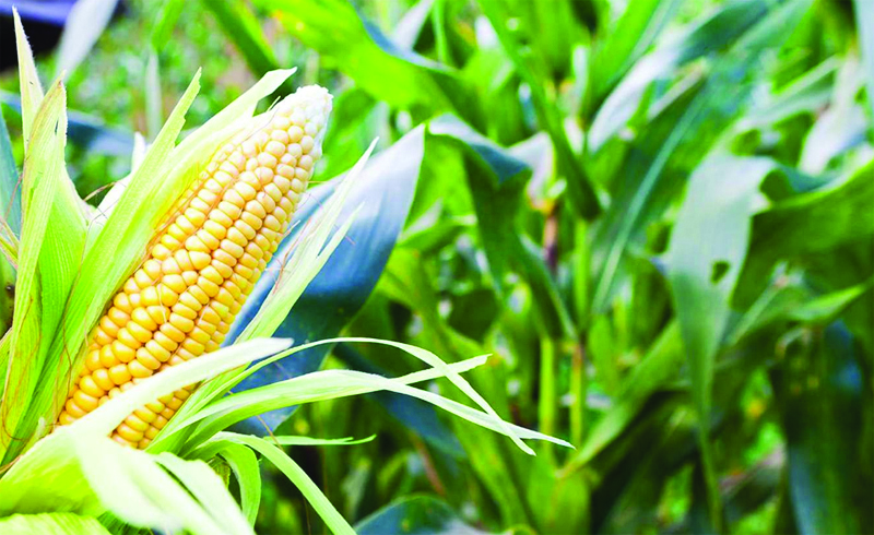 Video Haber - Diyarbakırlı mısır üreticileri iyi fiyat bekliyor
