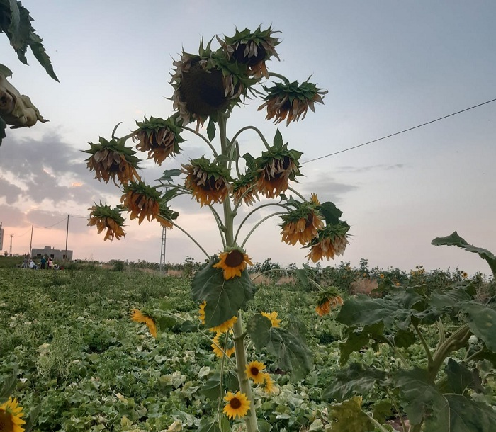 Diyarbakır’da 26 başlı ayçiçeği için rekor başvurusu yapılacak
