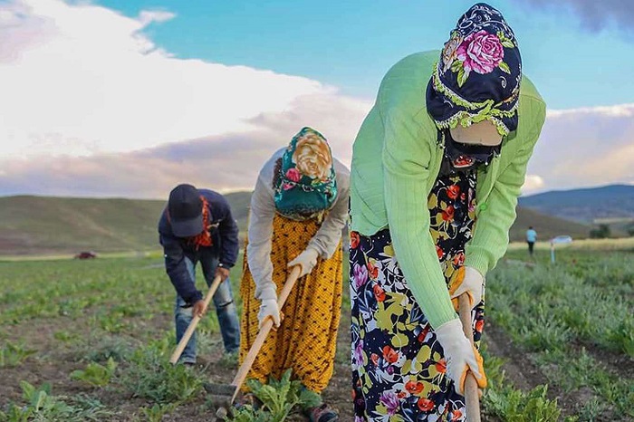 Video Haber - Tarım şehrinden 400 bin kişi tarım işçisi olarak başka illere gidiyor