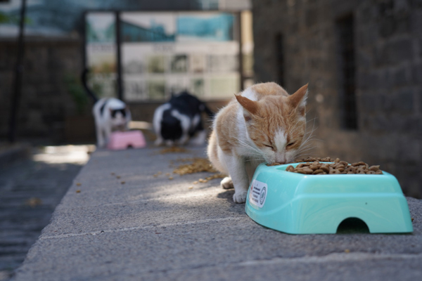 Diyarbakır'da kedilerin çuvallı ölüm yolculuğu