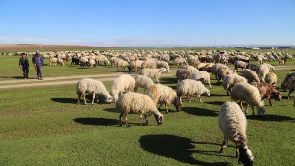 1000 baş reforme koyun ve 1400 baş erkek kuzu satılacaktır