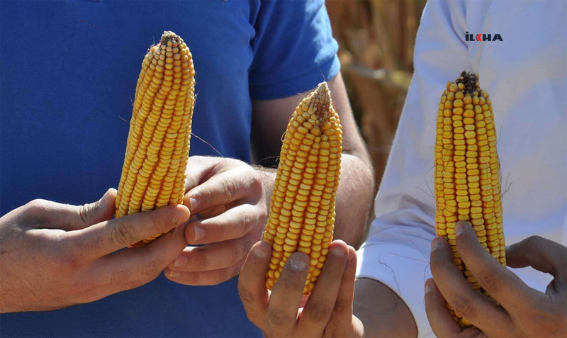 VİDEO HABER - Çiftçilerden mısır yerine alternatif ürün ekilmesi istendi