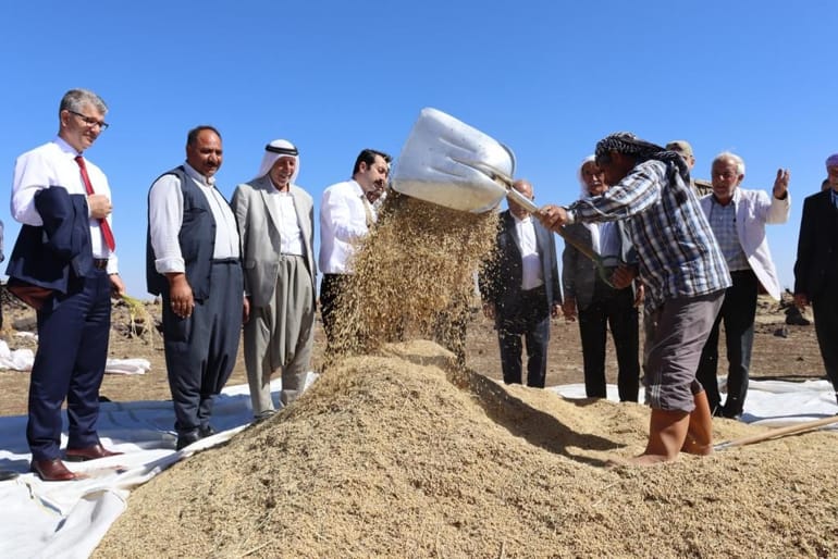 Çınar’da Karacadağ Pirinci hasadı