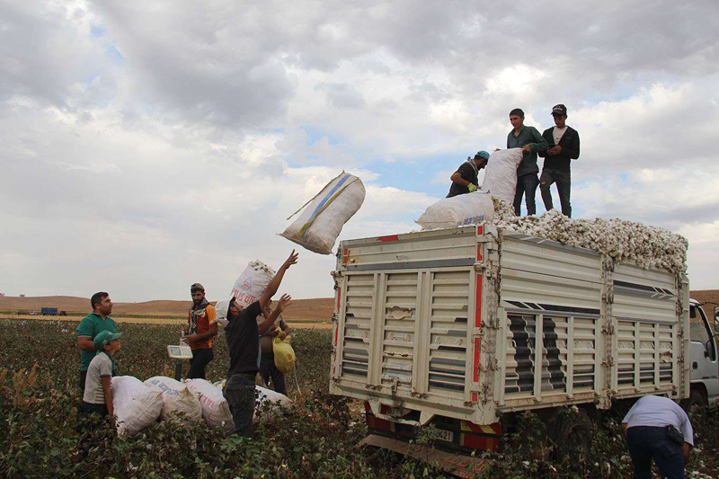 VİDEO HABER - Pamuk eken çiftçinin maliyet isyanı: Verilen destekler yeterli değil!