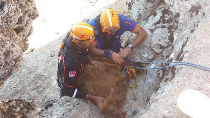 Diyarbakır AFAD ekipleri kayalıklarda mahsur kalan keçileri kurtardı