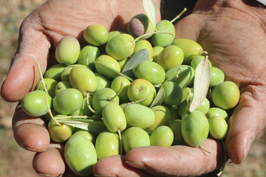 VİDEO HABER - Derik'te zeytin hasadı başladı