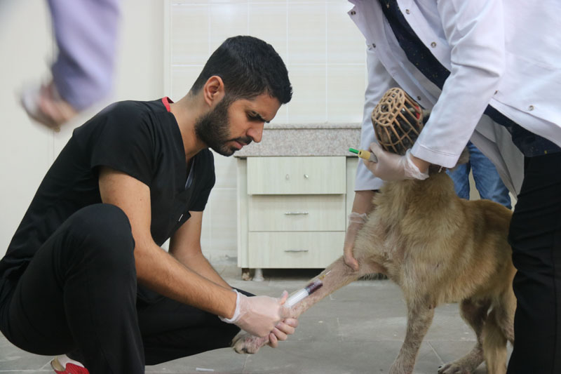 Diyarbakır’daki hayvan hastanesi hayvanlara sağlık üssü oldu!