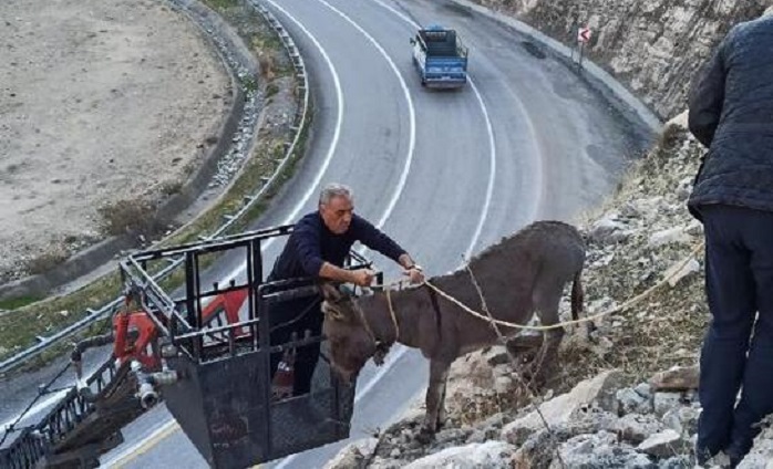 Kayalıklarda mahsur kalan eşek kurtarıldı