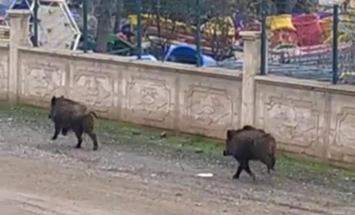 Diyarbakır’da yaban domuzları kent merkezine indi
