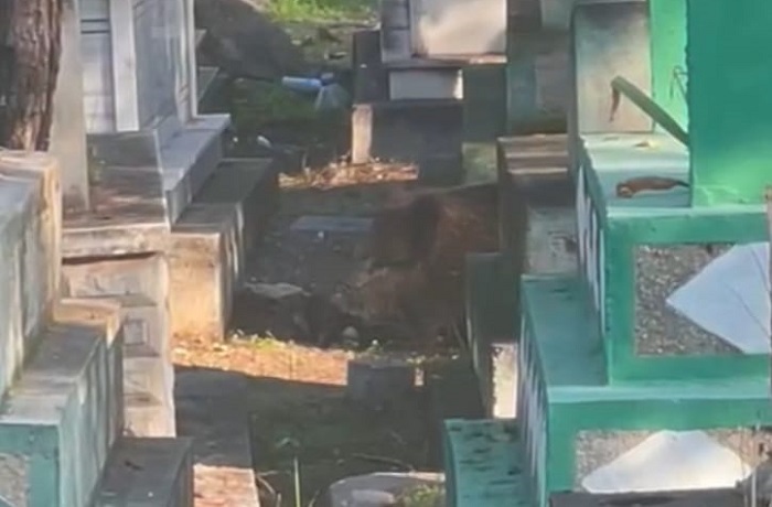 VİDEO HABER - Diyarbakır Yeniköy Mezarlığı’na domuz operasyonu