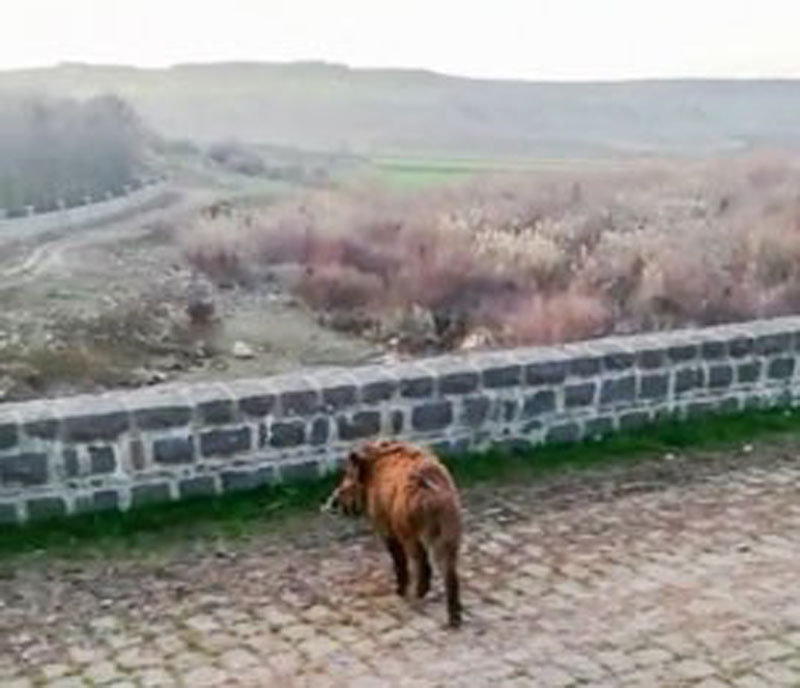 Diyarbakır’da yolunu şaşıran domuzlar doğaya salındı