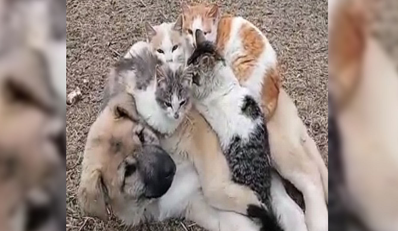 VİDEO HABER - Kediler ve köpek yavrusunun dostluğu görenleri şaşırttı