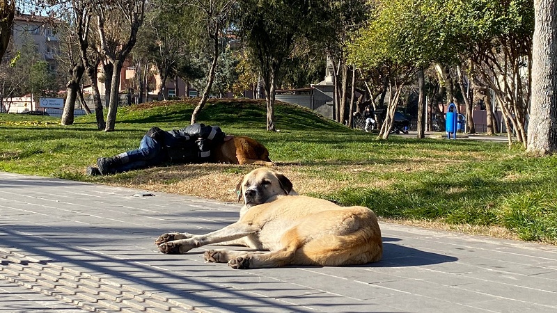 Diyarbakır’da iç ısıtan görüntü: Başını sokak köpeğine yaslayarak uyudu