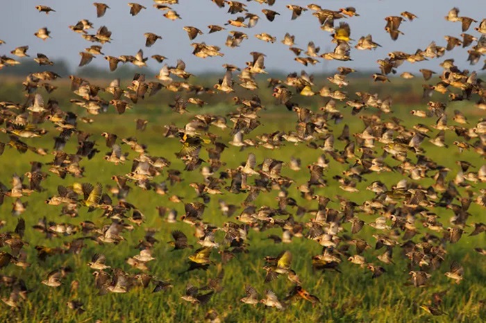 Kenya, kuşlara karşı savaş ilan etti