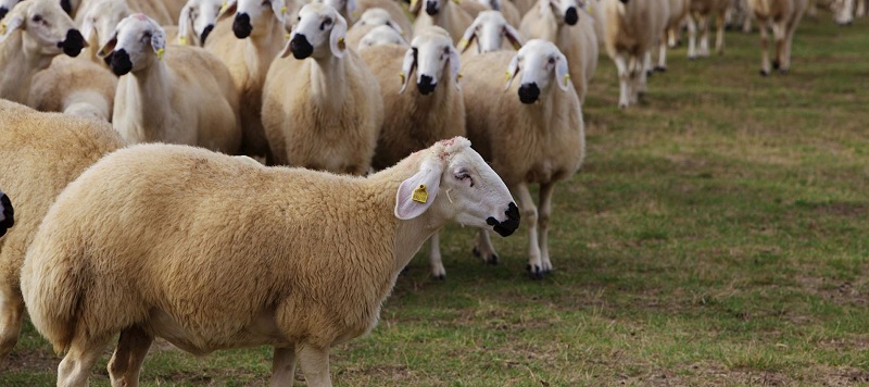 Koyunların neden olduğu ölümlü kazanın suçlusu bulundu