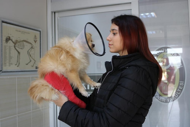 Diyarbakır'da depremden etkilenen hayvanların tedavileri devam ediyor