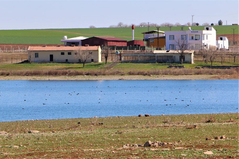 300 kuş türünü barındıran Diyarbakır, kuş göçünü almaya başladı