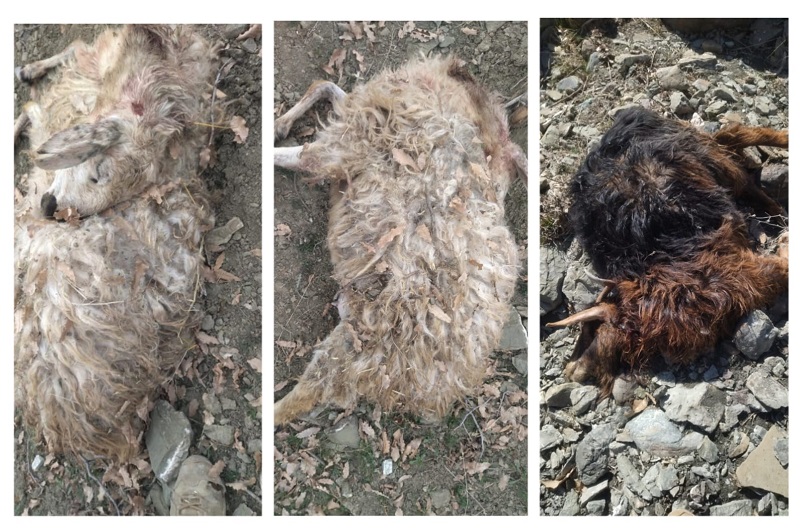 Diyarbakır’da başıboş köpekler keçilere saldırdı
