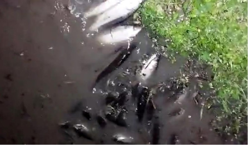 Diyarbakır’da balıklar oksijensiz kalarak boğuldu