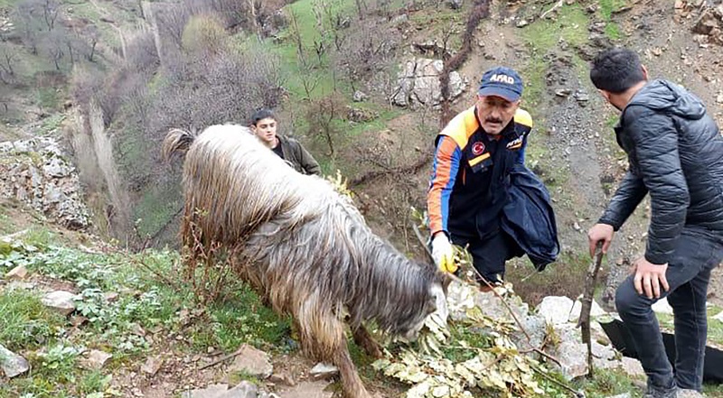 Batman'da kayalıklarda mahsur kalan keçiler AFAD ekiplerince kurtarıldı