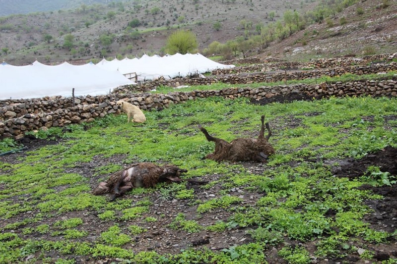 Şırnak'ta sel sularına kapılan 205 küçükbaş hayvan öldü