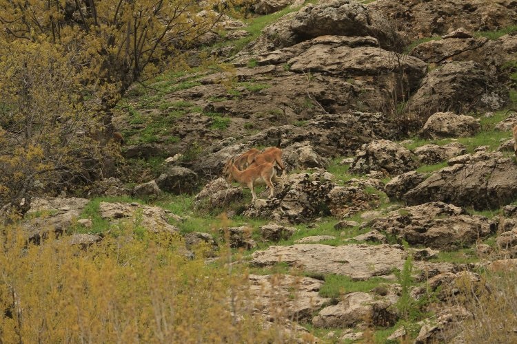 Diyarbakır’da yaban keçileri sürü halinde görüntülendi