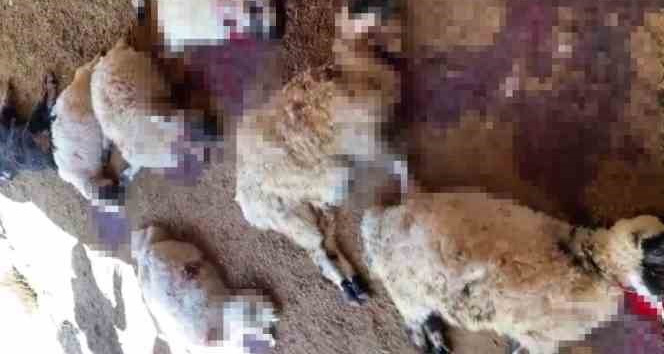 Diyarbakır'da ahıra giren köpek sürüsü yaklaşık 40 koyunu telef etti