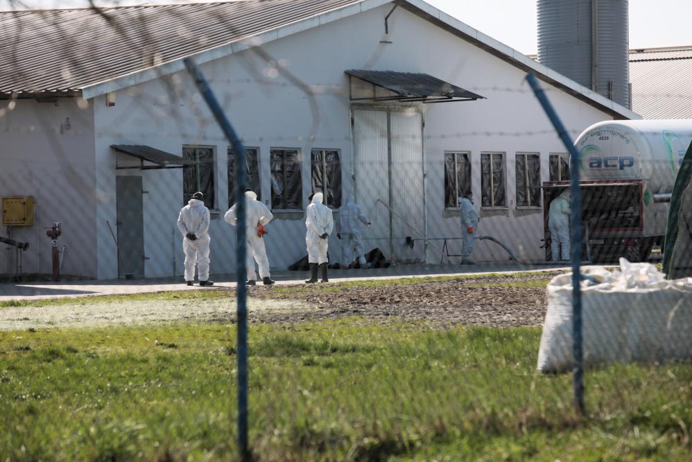 Polonya'da kuş gribi alarmı: 37 bin ördek itlaf edilecek