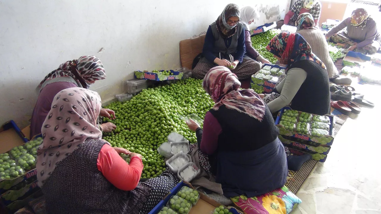 Can eriği hasadı başladı: Kilosu 20 ile 100 lira arasında alıcı buluyor