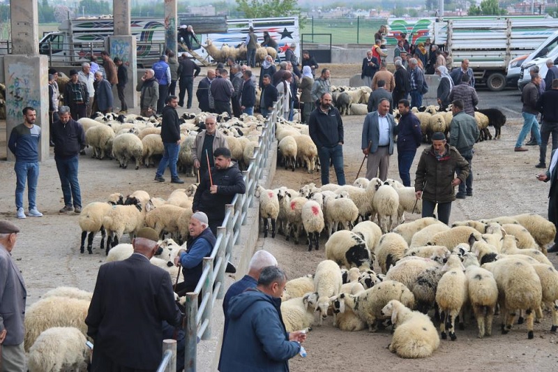 Hayvan Borsası açıldı; et fiyatında düşüş bekleniyor