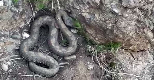 Hakkari'de engerek yılanı görüntülendi