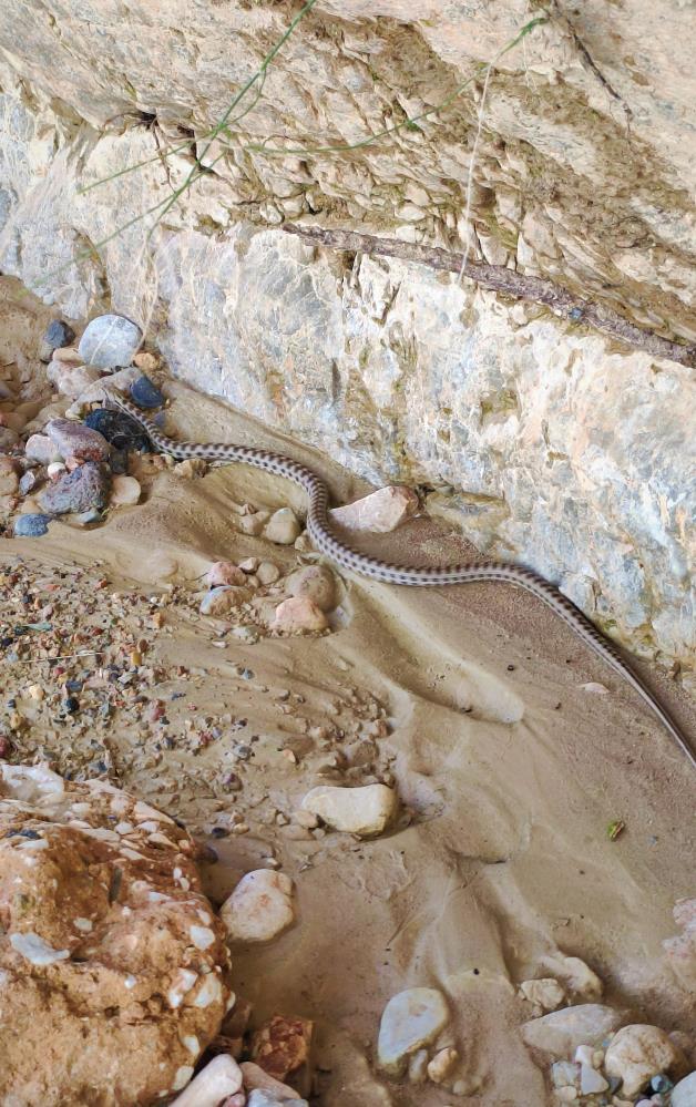 1,5 metre uzunluğunda yarı zehirli kocabaş yılanı görüntülendi