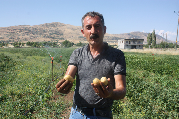 Patates fiyatlarına kızdı, kiraladığı tarlaya patates ekti