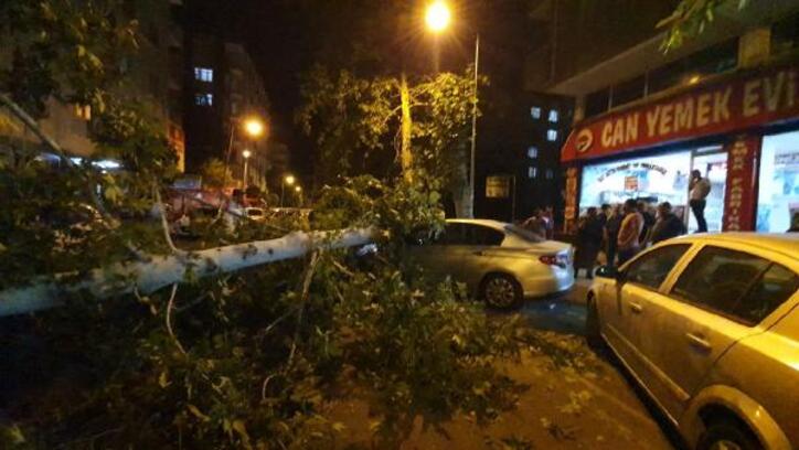 Diyarbakır'da üzerine ağaç devrilen 3 araç hasar gördü