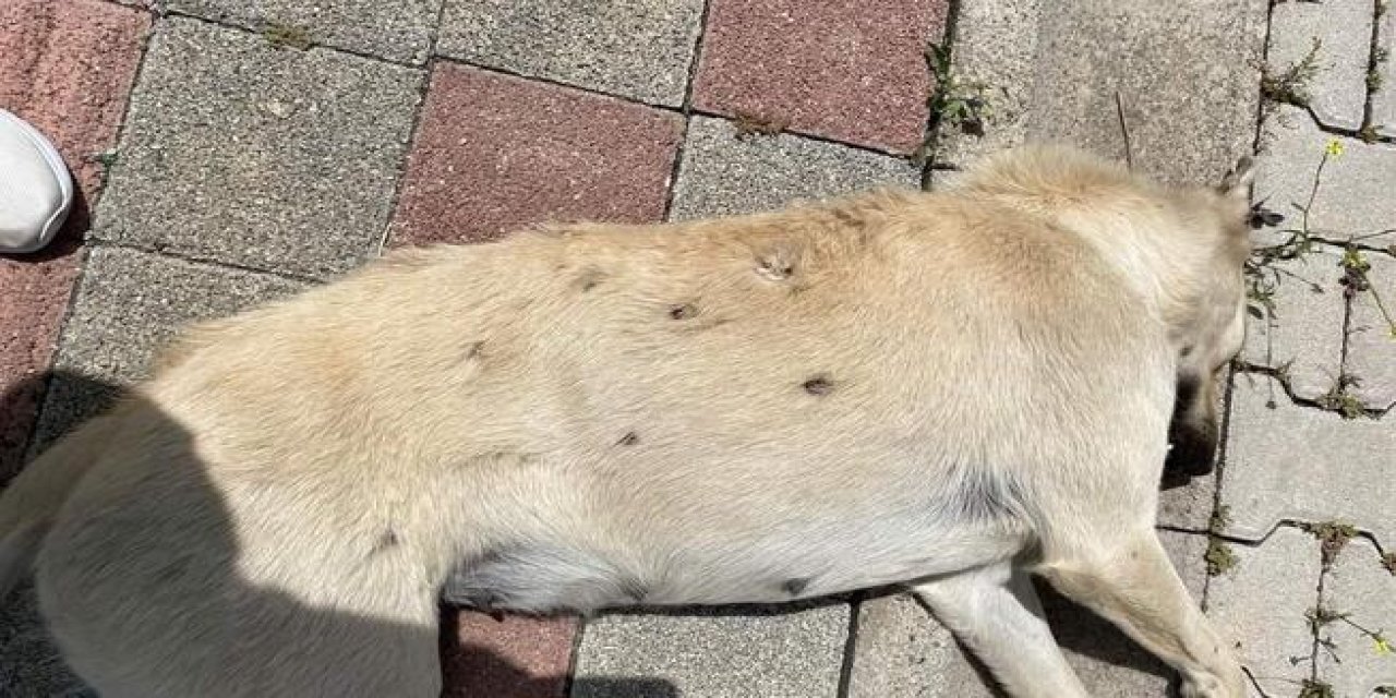 2 köpeği öldüren şüpheli yakalandı