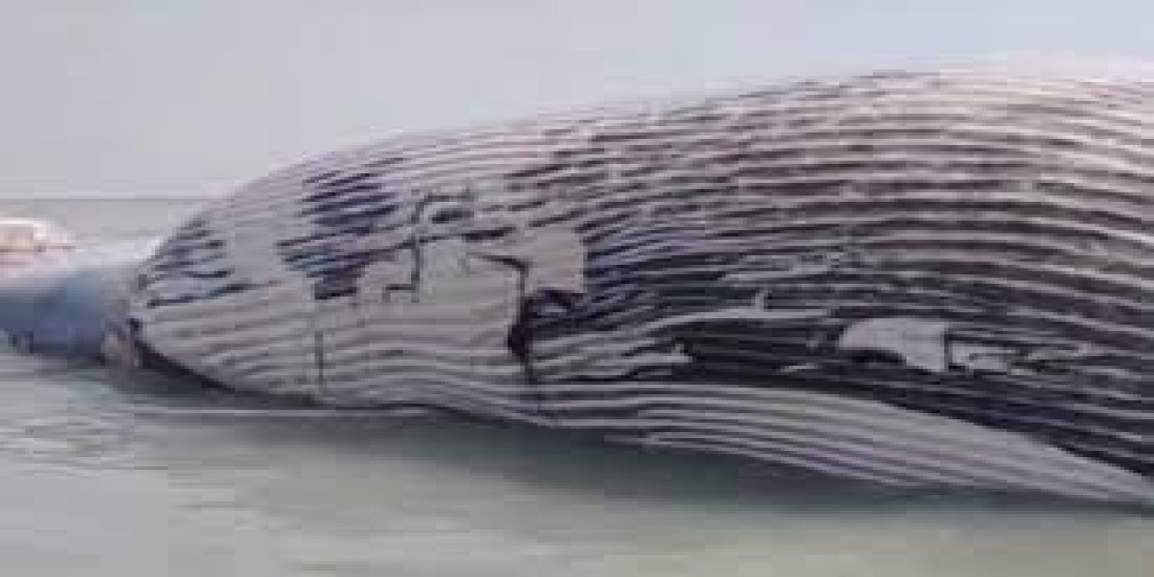 Metrelerce uzunluktaki mavi balina Pakistan'da kıyıya vurdu!