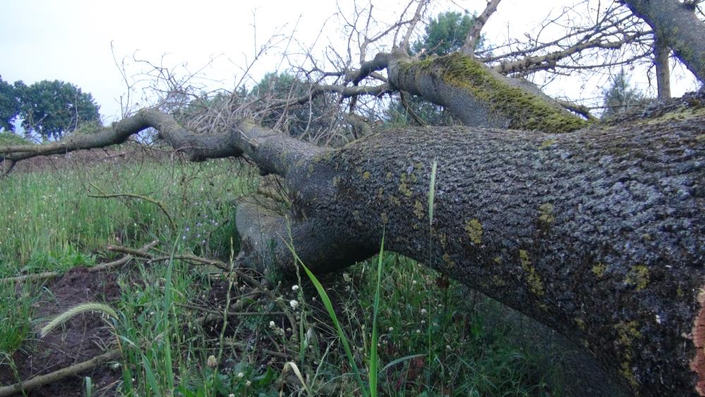 150 yıllık çınar ağacını çaldılar